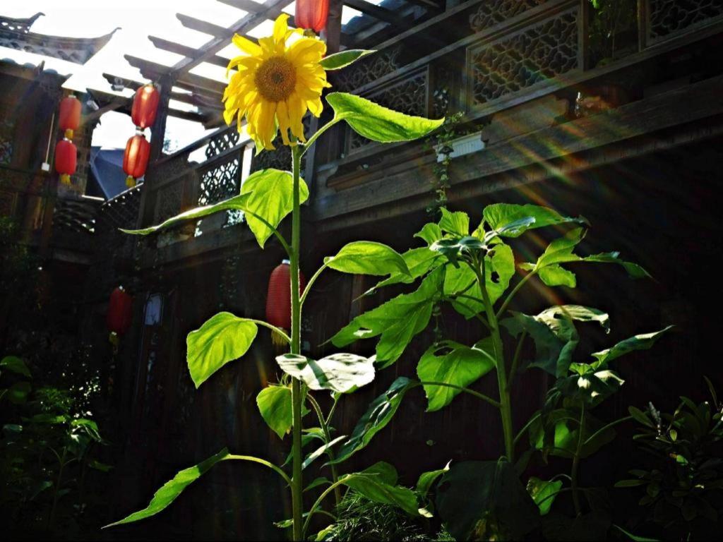 Lijiang Baisha Holiday Resort エクステリア 写真